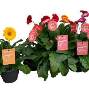 Gerbera Garvinea Gerbera Garvinea mixed
(6 Plants/Order)(15cmP 35cmH)