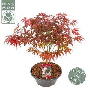 Acer palmatum Atropurpureum Acer palm. 'Atropurpureum'
(1 Plants/Order)(23cmP 50cmH)