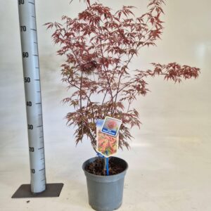 Acer palmatum Acer pal. Royal Garnet ('Opstal11PBR)
(1 Plants/Order)(19cmP 50cmH)