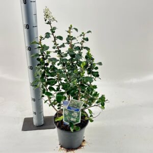 Escallonia Escallonia 'Iveyi'
(1 Plants/Order)(19cmP 55cmH)