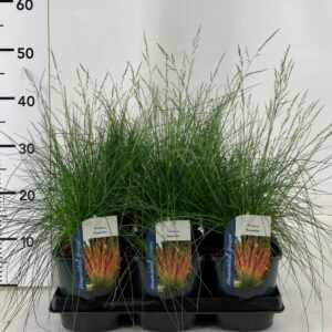 Festuca gras Festuca Sunrise
(6 Plants/Order)(17cmP 20cmH)