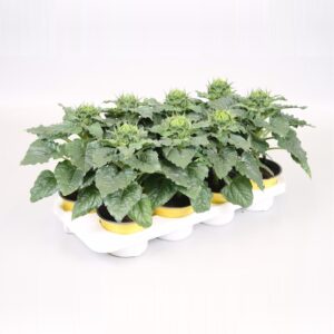 Helianthus Sunsation Helianthus stadium 1
(8 Plants/Order)(13cmP 30cmH)