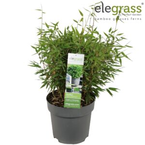 Fargesia murieliae Fargesia 'Moontears'® Boobux P23
(1 Plants/Order)(23cmP 70cmH)