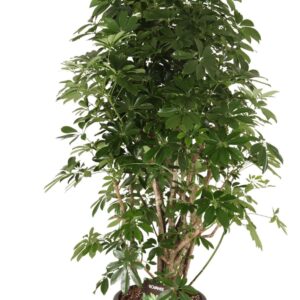 Schefflera Compacta Schefflera arb. Compacta busch
(1 Plants/Order)(40cmP 180cmH)