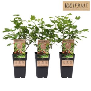 Ribes uva-crispa Ribes uva-crispa Captivator P15
(10 Plants/Order)(15cmP 65cmH)