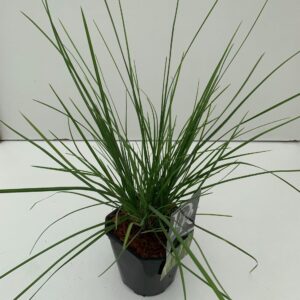 Siergrassen mix Sesleria Autumnalis
(6 Plants/Order)(17cmP 30cmH)