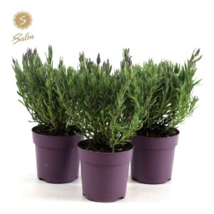 Lavandula Anouk Lavandula st. 'Anouk'® Collection P10,5
(15 Plants/Order)(10.5cmP 30cmH)