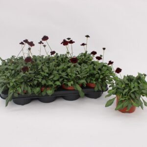 Cosmos atrosanguineus Cosmos 'Chocomocha'
(8 Plants/Order)(13cmP 25cmH)
