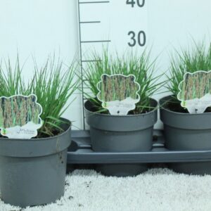 Molinia caerulea Molinia caerulea 'Edith Dudszus' P19
(3 Plants/Order)(19cmP 30cmH)