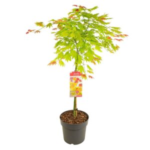 Acer shirasawanum Acer palm. 'Moonrise'
(1 Plants/Order)(29cmP 120cmH)
