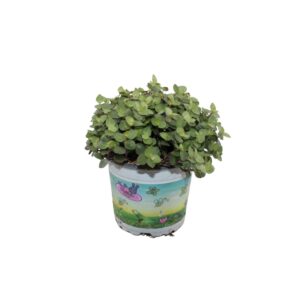 Callisia repens Calissia repens in bedrukte Pot
(6 Plants/Order)(12cmP 17cmH)