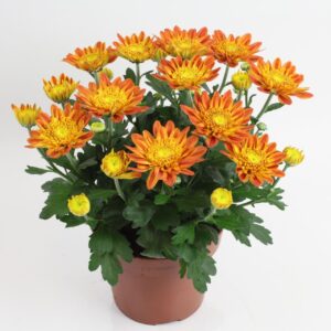 Chrysanthemum Artistic Pomona Artistic Pomona 14cm
(8 Plants/Order)(14cmP 27cmH)