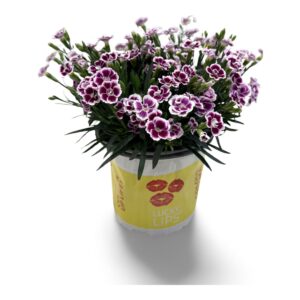 Carnation (Allwoodii Grp) Lucky Lips Carnation Lucky Lips Lena 17 CM © Exclusief
(6 Plants/Order)(17cmP 35cmH)