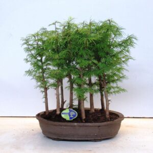 Pseudolarix amabilis Pseudolarix amabillis, forest
(1 Plants/Order)(43cmP 60cmH)