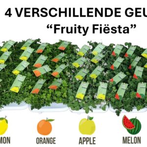Pelargonium Welrieke Pel. Fresh&Fruity® Mixlaag
(8 Plants/Order)(12cmP 20cmH)