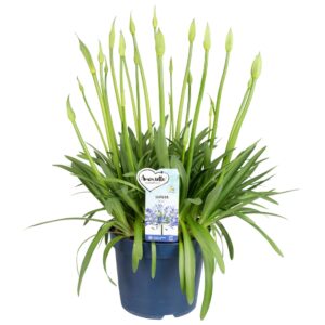Agapanthus Amourette Superb Agapanthus Amourette Superb Blue, 15+ spike
(1 Plants/Order)(23cmP 70cmH)