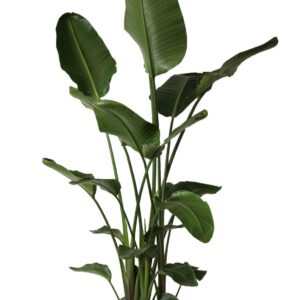 Strelitzia nicolai Strelitzia nicolai p36 XL
(1 Plants/Order)(36cmP 210cmH)