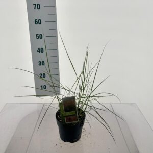 Miscanthus Adagio Miscanthus sin. 'Pink Cloud'
(1 Plants/Order)(17cmP 35cmH)
