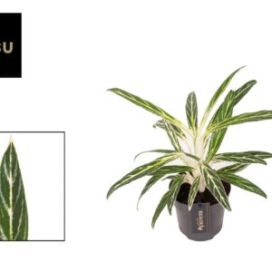 Aglaonema commutatum Zebra Feathers Aglaonema Zebra Feathers
(6 Plants/Order)(12cmP 30cmH)