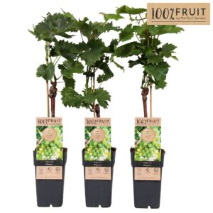 Vitis Phoenix Vitis Phoenix (geënt) P15
(10 Plants/Order)(15cmP 65cmH)