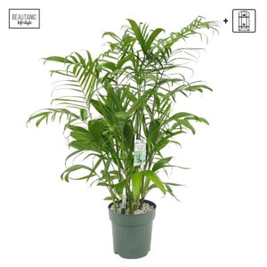 Chamaedorea seifrizii Chamaedorea Seifrizii
(1 Plants/Order)(27cmP 180cmH)
