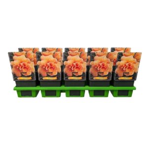 Hemerocallis Hemerocallis 'Isabella Marafi' P11
(10 Plants/Order)(11cmP 25cmH)