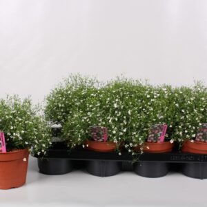 Gypsophila Fleur White Gypsophila White
(7 Plants/Order)(14cmP 29cmH)