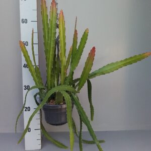 Epiphyllum Epiphyllum Red tip
(7 Plants/Order)(14cmP 35cmH)
