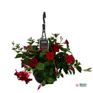 Mandevilla Sundaville Red Mandevilla Sundaville Classic Red hangpot (Dipladenia)
(2 Plants/Order)(25cmP 30cmH)