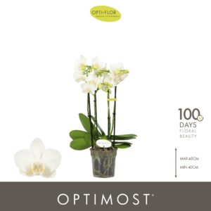 Phalaenopsis Multiflora Optimost Amabilis Starrion 4 spike
(6 Plants/Order)(12cmP 45cmH)