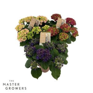 Hydrangea Hydrangea special mix 7/8 flowers
(6 Plants/Order)(14cmP 40cmH)