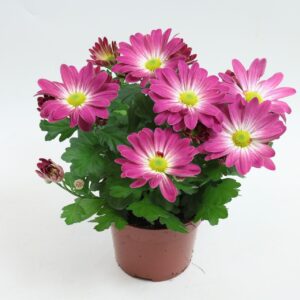 Chrysanthemum Indicum Rainbow Pink Secret 12 cm
(10 Plants/Order)(12cmP 25cmH)