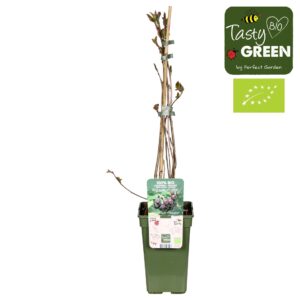 Aronia melanocarpa Aronia melanocarpa Rubina Bio P19
(6 Plants/Order)(19cmP 55cmH)