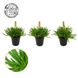 Senecio Himalaya Senecio Himalaya, 5,5cm
(20 Plants/Order)(5.5cmP 999cmH)