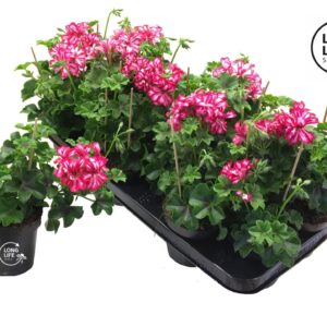 Pelargonium LongLife Peltatum Double Rouletta
(8 Plants/Order)(10.5cmP 25cmH)