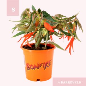 Begonia Bonfire Begonia Bonfire orange
(10 Plants/Order)(11cmP 20cmH)