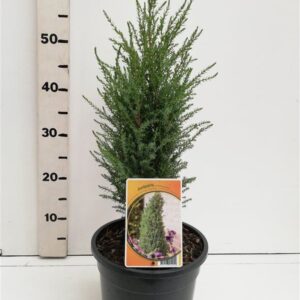 Juniperus communis Compressa Juniperus communis 'Compressa'
(1 Plants/Order)(19cmP 65cmH)