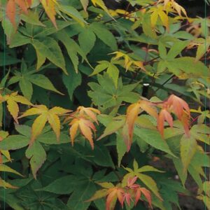 Acer palmatum Osakazuki Acer palm. 'Osakazuki' 40-60C3
(1 Plants/Order)(19cmP 60cmH)