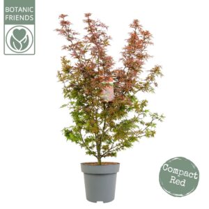 Acer palmatum Shaina Acer palm. 'Shaina' C14 struik
(1 Plants/Order)(30cmP 120cmH)