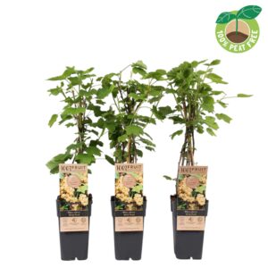 Ribes rubrum White Parel Ribes rubrum 'Witte Parel', P15
(10 Plants/Order)(15cmP 50cmH)