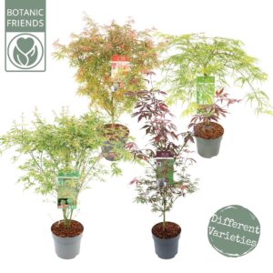Acer palmatum Acer palm. diverse mix
(1 Plants/Order)(24cmP 85cmH)