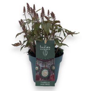 Tiarella cordifolia Tiarella 'Pink Sky Rocket'
(10 Plants/Order)(12cmP 40cmH)