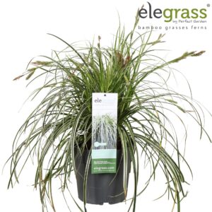 Carex oshimensis Carex 'Feather Falls' P23
(1 Plants/Order)(23cmP 70cmH)