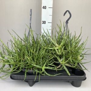 Aloe Aloe Bakerii
(4 Plants/Order)(14cmP 25cmH)