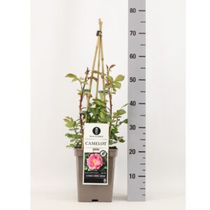 Rosa Rosa (K) Camelot ®, C5, 4 stok 90 cm
(1 Plants/Order)(23cmP 40cmH)