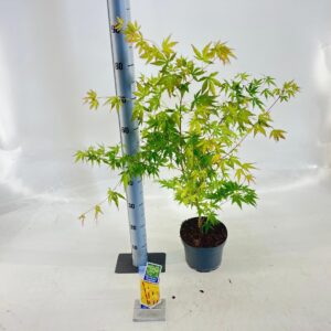 Acer palmatum Sangokaku Acer pal. 'Sangokaku'
(1 Plants/Order)(19cmP 70cmH)