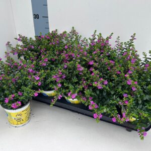 Cuphea hyssopifolia Floriglory Cuphea "Flori Glory"_RED_T10,5
(10 Plants/Order)(10.5cmP 22cmH)