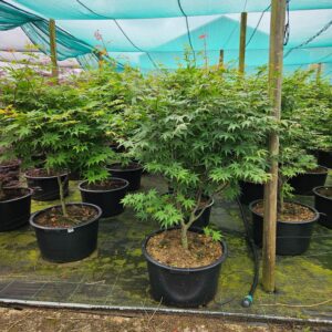 Acer palmatum Osakazuki Acer palmatum 'Osakazuki'
(1 Plants/Order)(59cmP 160cmH)