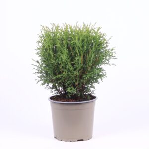 Thuja Tiny Tim occidentalis
(1 Plants/Order)(17cmP 40cmH)
