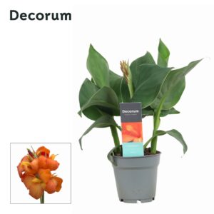 Canna Cannova Mango Canna Mango (Decorum)
(10 Plants/Order)(12cmP 30cmH)